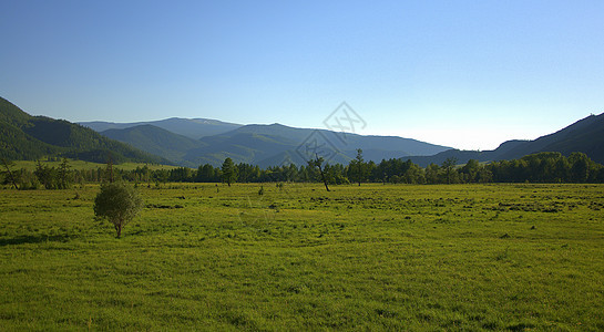 孤单的灌木站在山脉脚下的一个绿色山谷里 Altai 西伯利亚 俄罗斯 风景图片