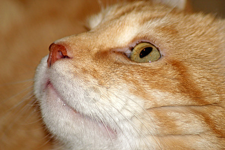 Snout 红猫特辑动物宠物黄色哺乳动物鼻子猫科动物猫咪红色毛皮小猫图片