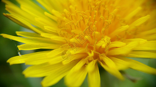 自然环境中的黄花 特写 丹德尔翁(Dandelion)图片