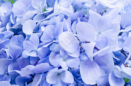 天然的花朵背景蓝色植物群花园梦幻太阳紫色植物墙纸花瓣植物学图片
