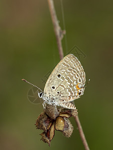 棕色树枝上的普通蝴蝶图像动物野生动物宏观栖息蓝色叶子翅膀热带植物荒野图片