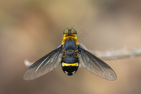 以自然背景显示树枝上的悬浮苍蝇Syrphidae图像眼睛动物野生动物植物群动物群花粉翅膀叶子蜜蜂漏洞图片