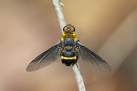 以自然背景显示树枝上的悬浮苍蝇Syrphidae图像动物漏洞荒野叶子动物群花园翅膀花粉植物群生活图片