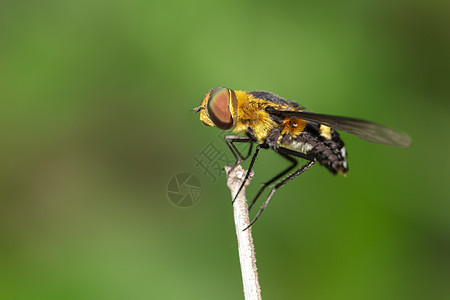 以自然背景显示树枝上的悬浮苍蝇Syrphidae图像生活花粉动物群植物翅膀昆虫蜜蜂荒野野生动物叶子图片