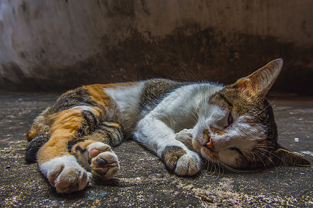 猫咪睡在地上小猫荒野动物水泥黑色猫科动物宠物虎斑街道毛皮图片