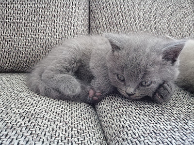 英国短毛小猫躺在沙发上 向远看短发猫咪眼睛主题动物哺乳动物蓝色家庭爪子头发图片