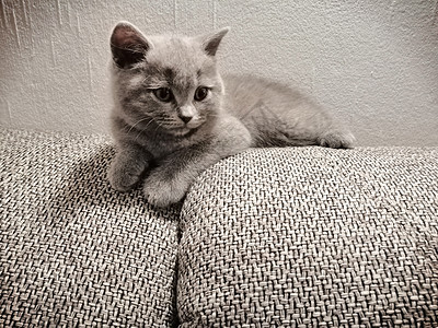 英国短毛小猫躺在沙发上 向远看主题眼睛头发蓝色哺乳动物爪子短发猫咪动物家庭图片