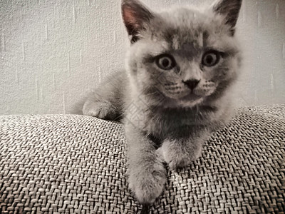 英国短发猫咪躺在沙发上 向右看哺乳动物小猫头发眼睛动物蓝色爪子主题家庭图片