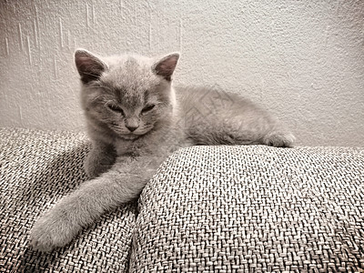 英国短毛小猫躺在沙发上 看某处斜着主题猫咪眼睛动物家庭短发蓝色哺乳动物头发爪子图片