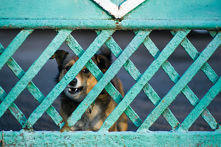 我叫荀彧不叫狗货背景