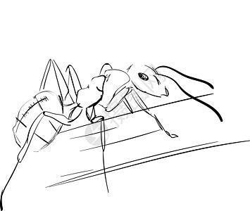白背景的蚂蚁绘图 插图 矢量蟑螂生物漏洞瓢虫蜜蜂卡通片艺术野生动物动物蚊子图片