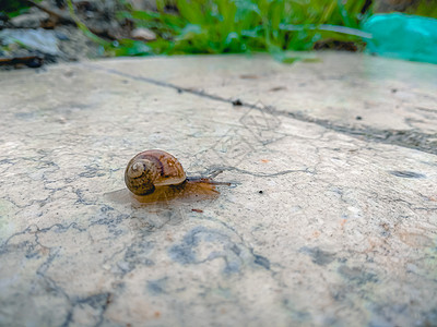 雨后在花园的大理石表面爬着一只蜗牛鼻涕虫地面生活农场公园荒野纹理粘液田螺动物图片