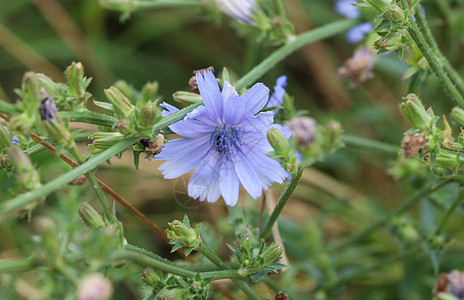 常见的菊苣花 菊苣属 intybus 在夏季开花草地花园花瓣场地救助食物蔬菜天蓝色咖啡蓝色图片