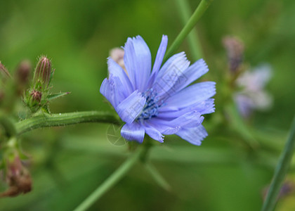常见的菊苣花 菊苣属 intybus 在夏季开花植物杂草季节救助植物群花瓣蓝色宏观场地叶子图片