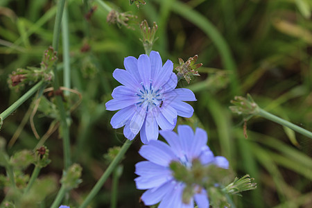 常见的菊苣花 菊苣属 intybus 在夏季开花花瓣天蓝色荒野咖啡宏观季节植物学花园蓝色杂草图片