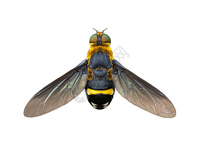 白色背景中孤立的悬浮苍蝇( Syrphidae) 图像 Insec图片