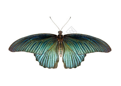 雄性大莫蒙蝴蝶(Papilio 聚醚)分离图像图片