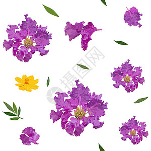 无缝无缝的花和宇宙模式 花朵多彩真实热带插图收藏植物叶子白色花瓣紫色绿色粉色图片