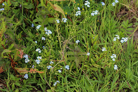流青类蝎子 真正的 忘记我 不忘我 水忘了我 没有花植物群生长花瓣植物宏观荒野种子天气蓝色野花图片