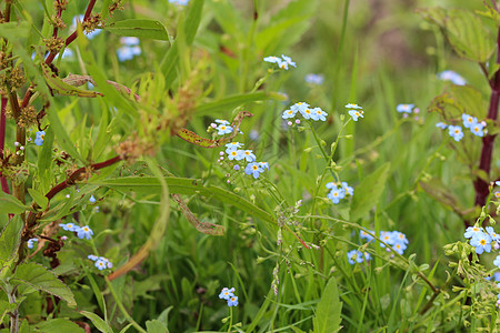 流青类蝎子 真正的 忘记我 不忘我 水忘了我 没有花场地植物群生长植物野花蓝色花瓣草本植物叶子花园图片