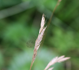 丙酰 俗称假溴 薄粉假溴或木假溴 单位 千兆赫植物群野生动物野花宏观圆锥花序花序植物林地森林木头图片