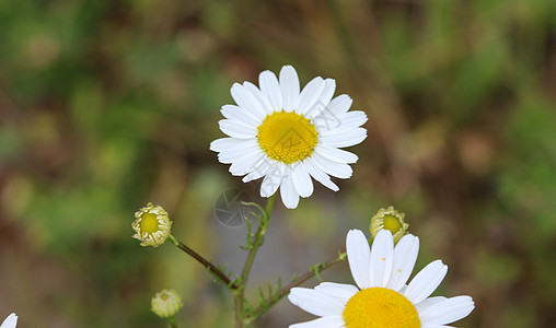 俗称牛眼菊 牛眼菊 犬菊花花园植物草本植物杂草甘菊叶子荒野花瓣植物群季节图片