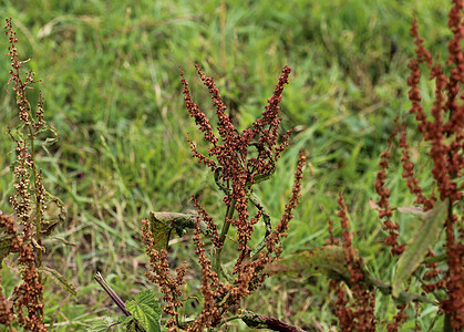 俗称红沙子 羊的索拉尔 野生沙鼠和酸杂草植物码头场地野花荒野叶子植物群醋酸植物学森林蓼科图片