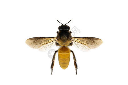 白色背景上隔离的蜜蜂或蜜蜂图像图片