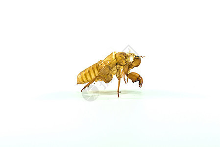 昆虫生活眼睛生物学蛴螬野生动物标本宏观漏洞昆虫学蜕皮图片