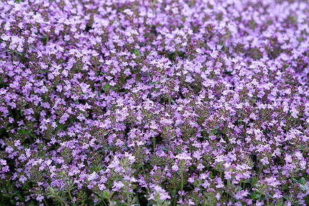 花园床上地被植物盛开的紫花百里香 柔和的选择性焦点图片