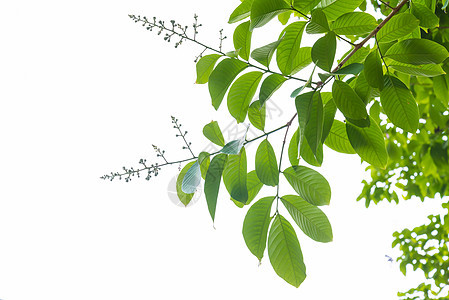 绿叶植物植物学树叶水彩雨林生长绿色叶子白色环境图片