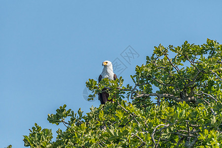 非洲鱼鹰在一棵树上图片