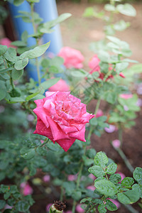 花园里的玫瑰花粉色植物群情人花瓣日光绿色树叶玫瑰图片