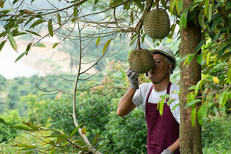 农民和黑角德良树食物园艺热带季节工人培育果园园丁收成国王图片