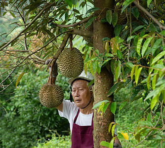 农民和黑角德良树季节收成男人异国水果热带国王花园工人森林图片