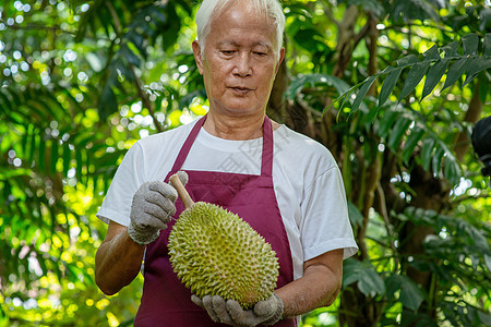 农民和蒙古王国工人植物食物水果收成果园检查热带男人园艺图片