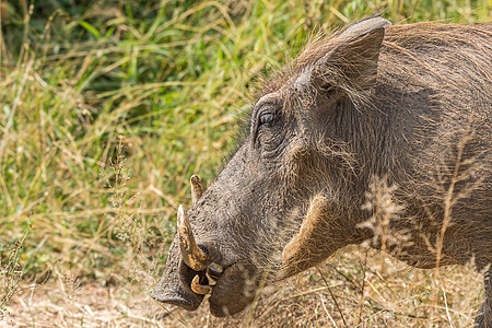 普通猪头的概况野生动物疣猪雉鸡獠牙晴天动物哺乳动物食草图片