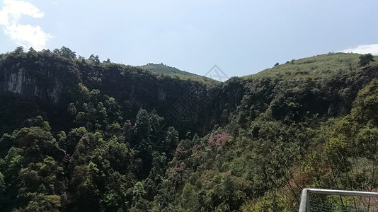 林中的椰枣树树干植物天空绿色树叶公园橡木森林木头丛林图片