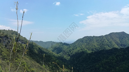 林中的椰枣树天空植物木头树干橡木丛林公园叶子树叶森林图片