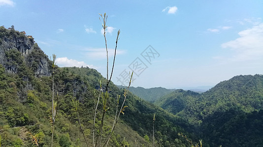 林中的椰枣树树叶树干橡木树木木头叶子天空森林公园植物图片