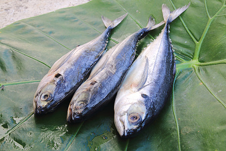 马克雷绿色海洋饮食动物叶子食物市场芋头热带图片