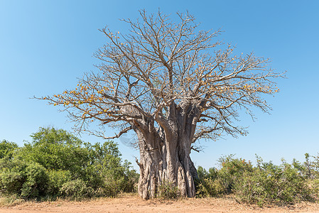 Baobab树 Adansonia数字植物乡村旅游阳光农村风景晴天图片