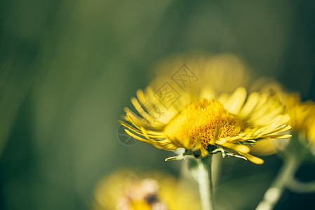 美丽的黄色花朵展示洋甘菊草本植物植物群花束菊花植物学雏菊庆典场地图片