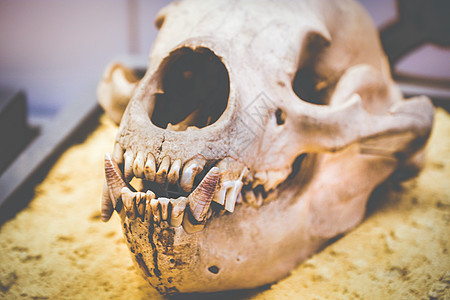 狗头骨解剖牙齿方图片