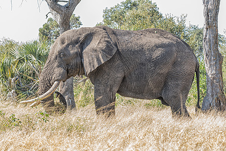 非洲大象 非洲Loxodonta公司 牧场图片