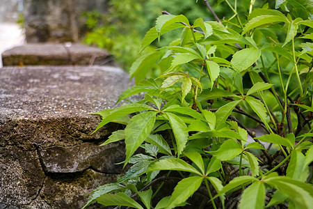 青草和植物在夏季或春季靠近混凝土道生长农业树叶地面铺路小路抑制正方形人行道街道路面图片