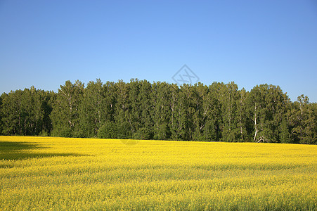 一片开花的小麦田和森林边缘 在晴朗的蓝天下 风景图片