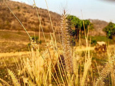 蓝草和黄昏的太阳花朵荒野季节黄色花园植物群日落乡村天空植物绿色图片