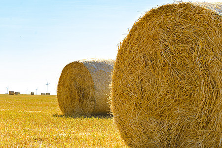 蓝天下亮黄地上的草泥马生长干草季节谷物营养圆圈场地粮食农业收成图片