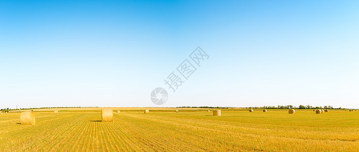 蓝天下亮黄地上的草泥马生长圆圈营养风景场地粮食草地库存天空蓝色图片